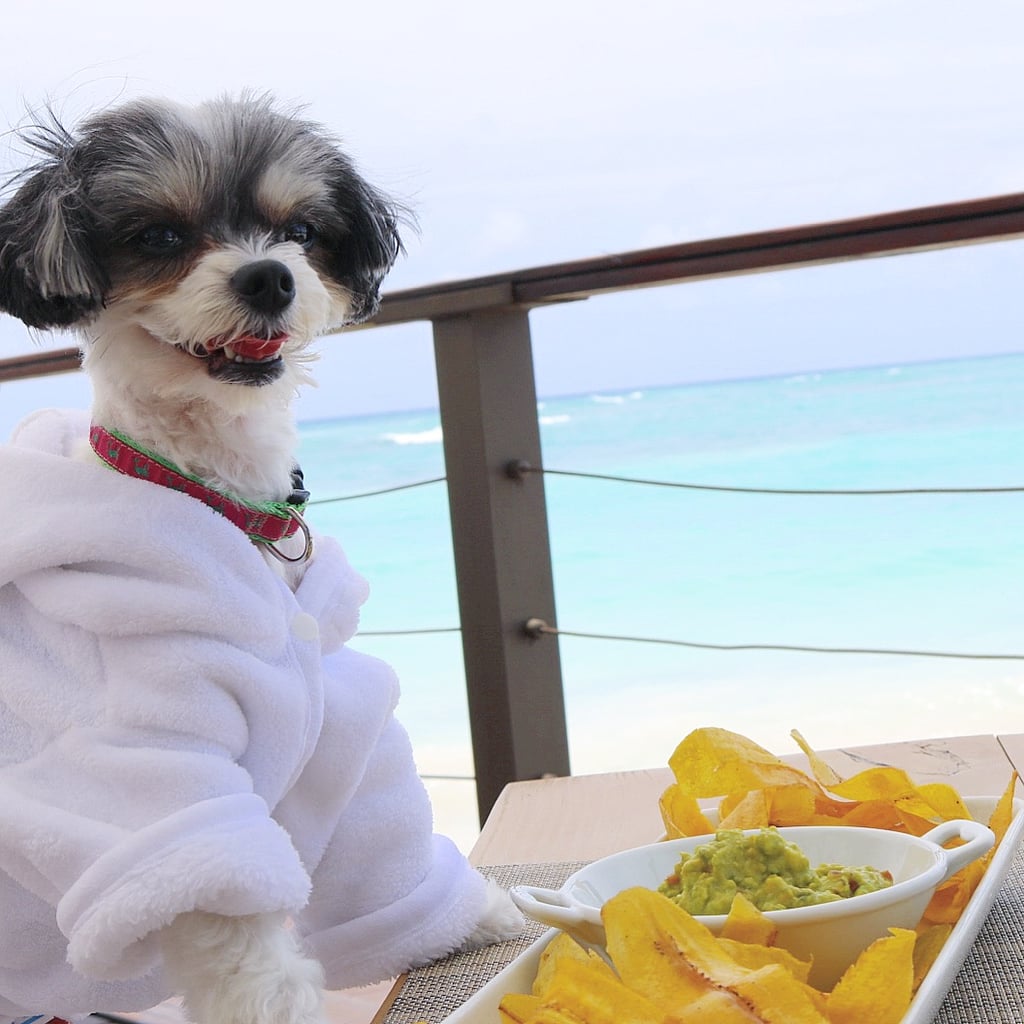 The plantain chips and guac for lunch were a perfect 10!