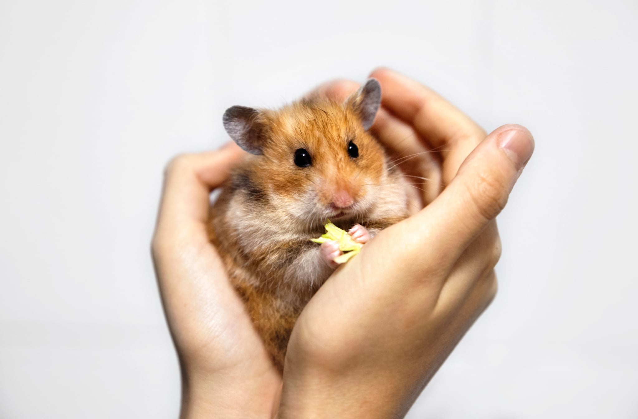 10 of the Easiest Small Pets to Take Care Of | POPSUGAR Pets