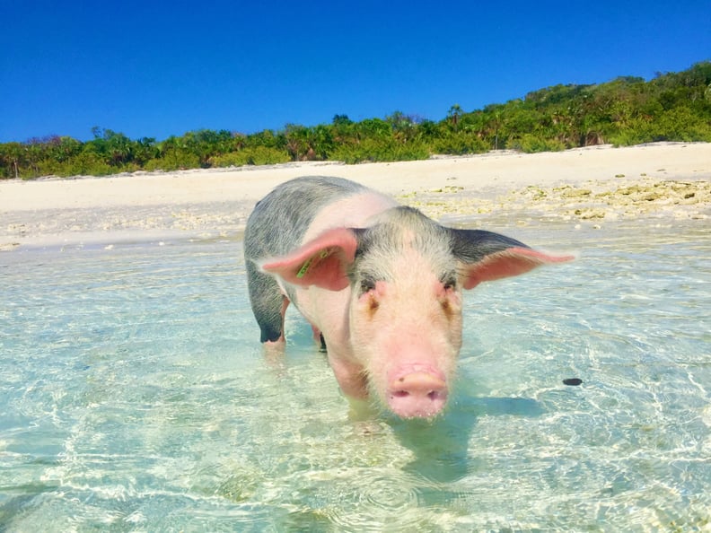 Swim With Pigs in Exuma