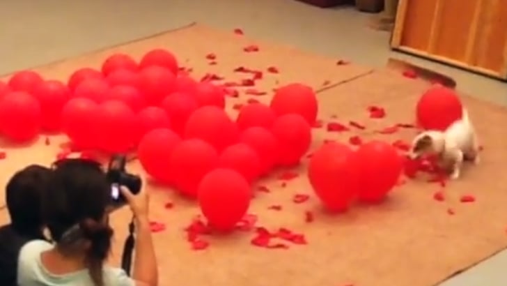 dog that breaks out of box toy