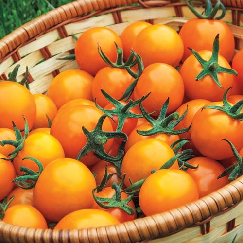 Gurney's Seed & Nursery Co. Sungold Hybrid Orange Cherry Tomato Plant