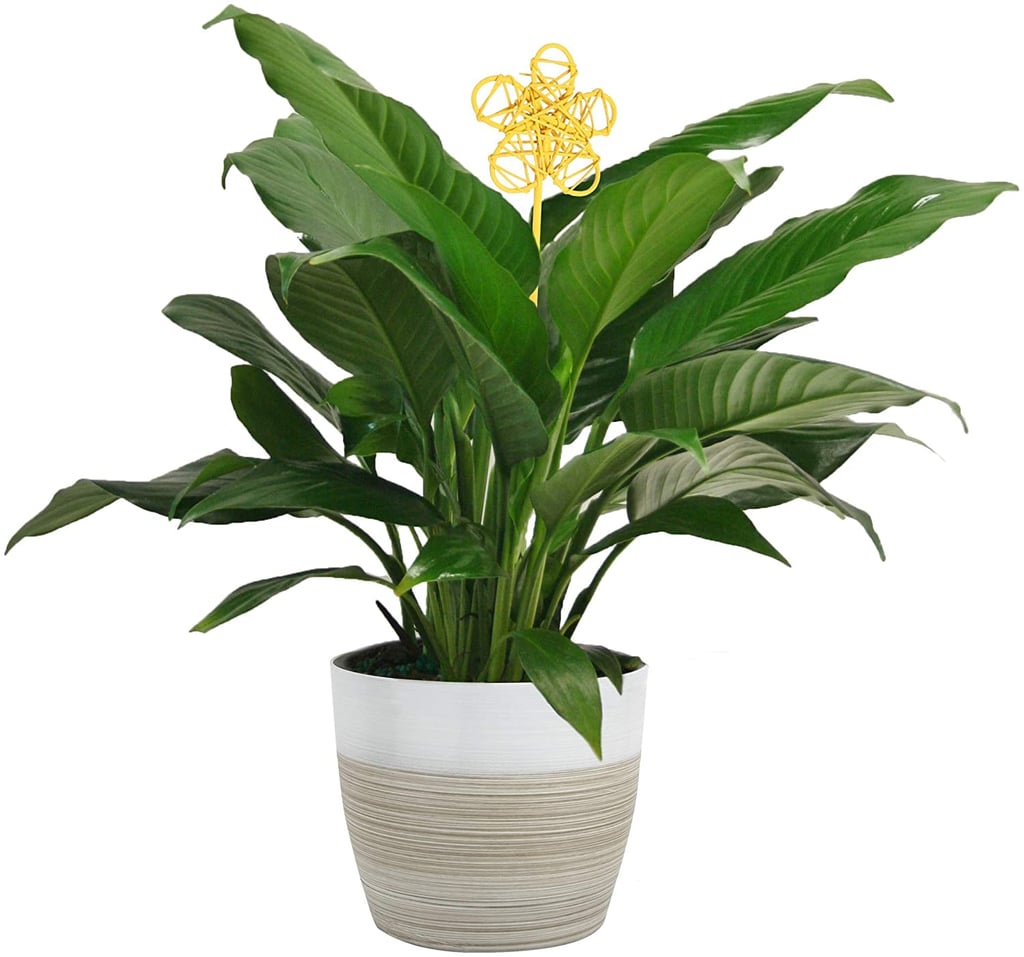 Costa Farms Spathiphyllum Peace Lily