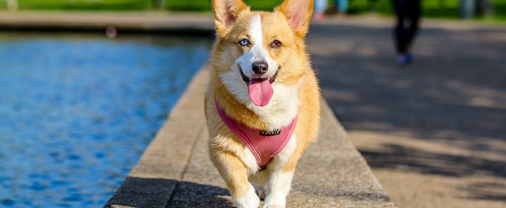 How to Cool Down a Dog in the Summer