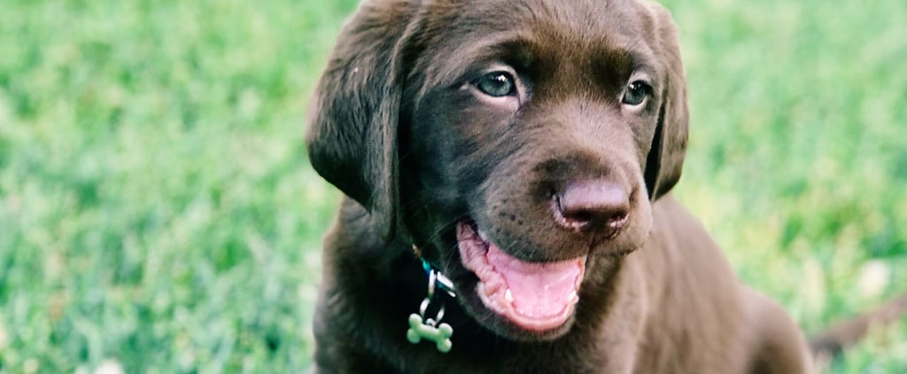 Cute Puppy Names For Girl Dogs