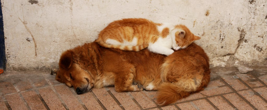 How Do I Know If My Pet Has Allergies?