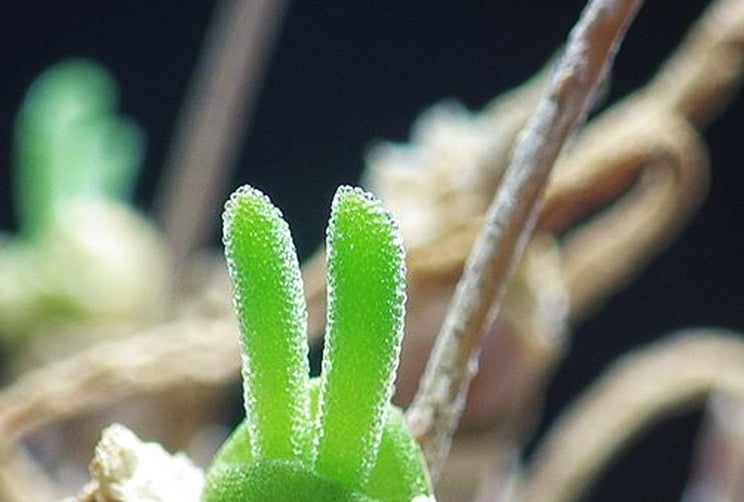 senecio succulent 4.5