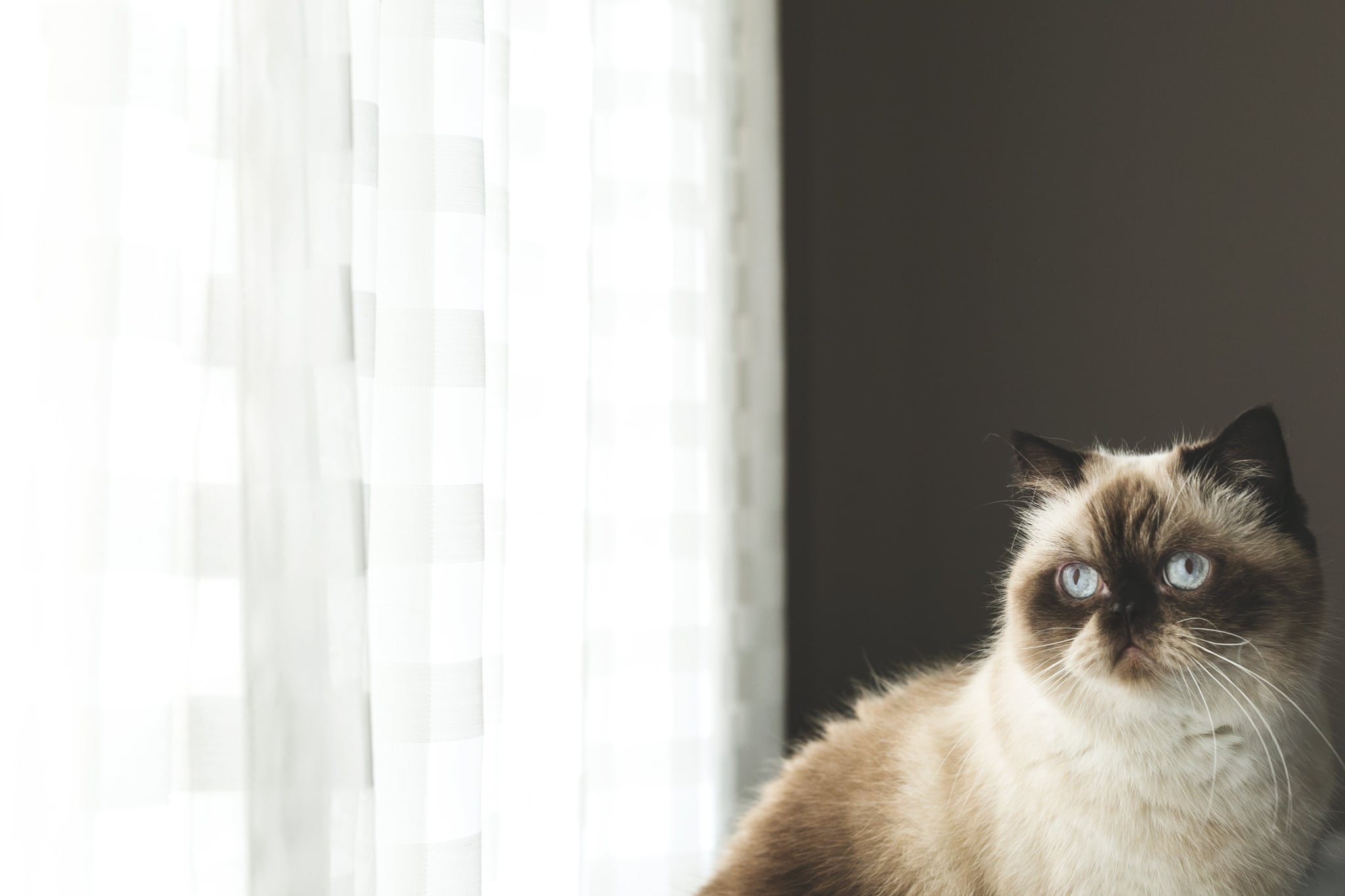 tmp_NGEoKK_907a50a8ed4cf59e_blue-eyed-persian-cat-by-window.jpg
