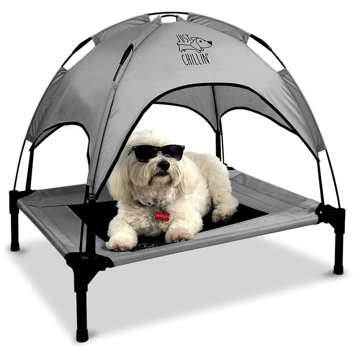 Cool discount pet accessories