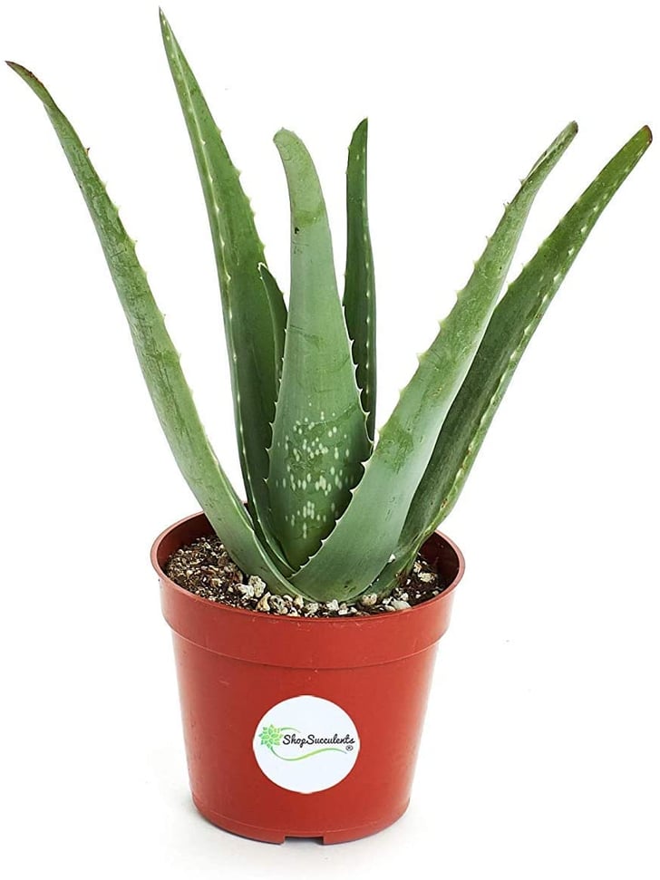 Aloe Vera Plant Best Indoor Plants That Help You Sleep