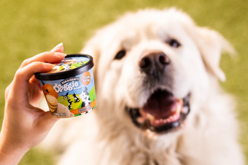 A Cup of Doggie Desserts With a Dog, For Scale