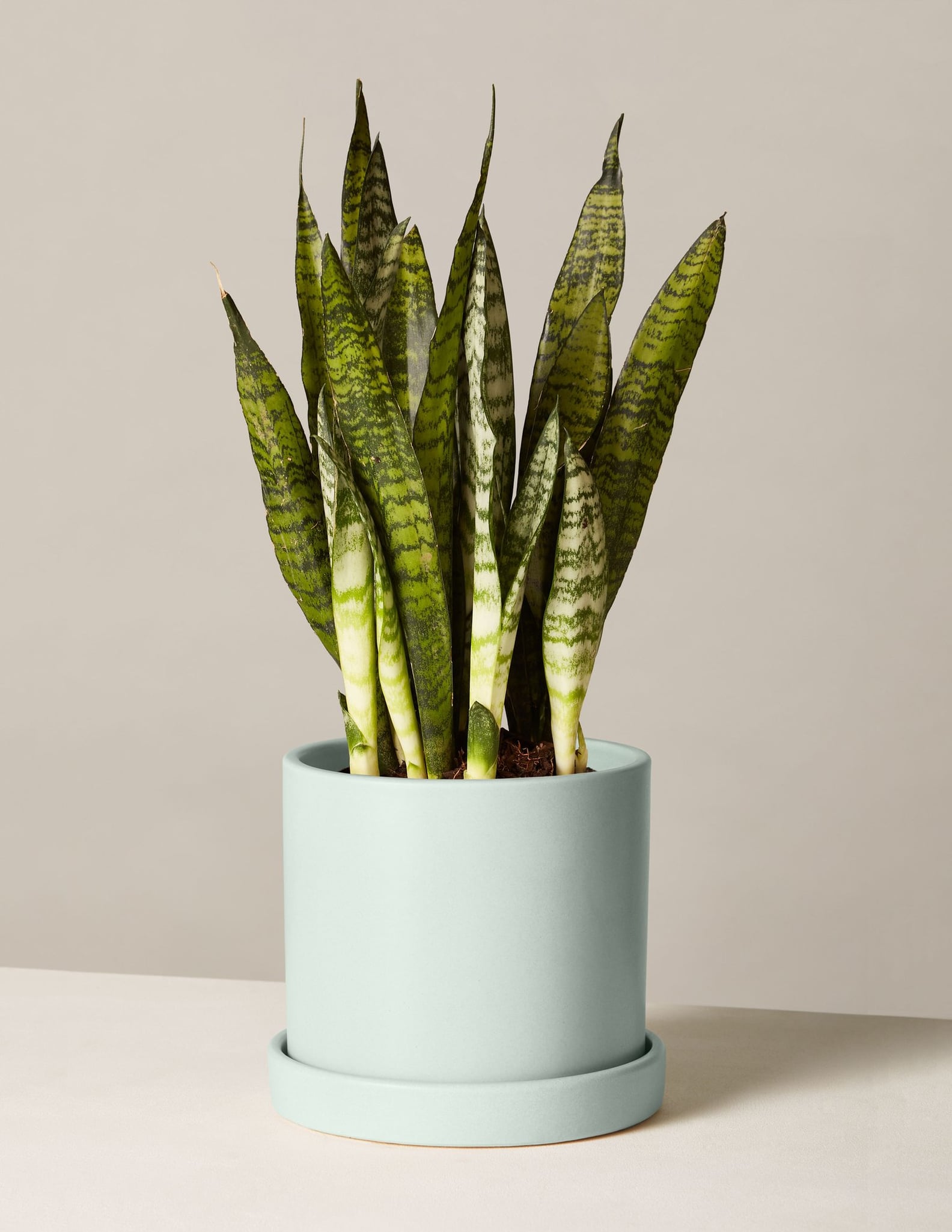 Best Indoor Plants For Dorms POPSUGAR Home