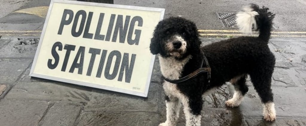 Cutest Dogs at the 2019 UK General Election Polling Stations