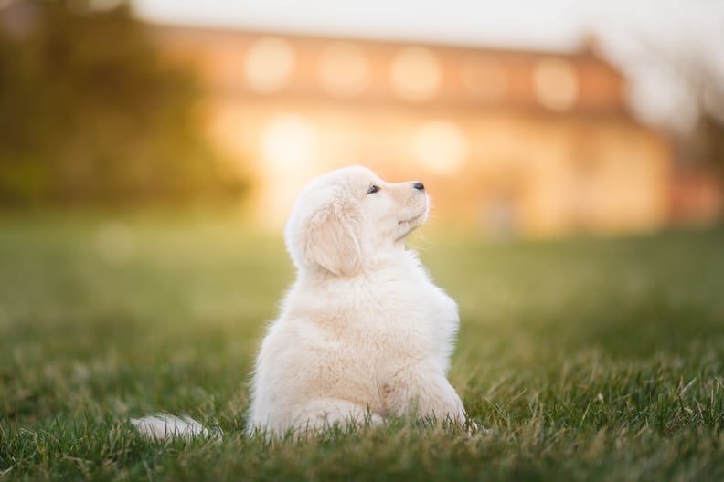 A Golden Retriever puppy looking up in a suburban field.