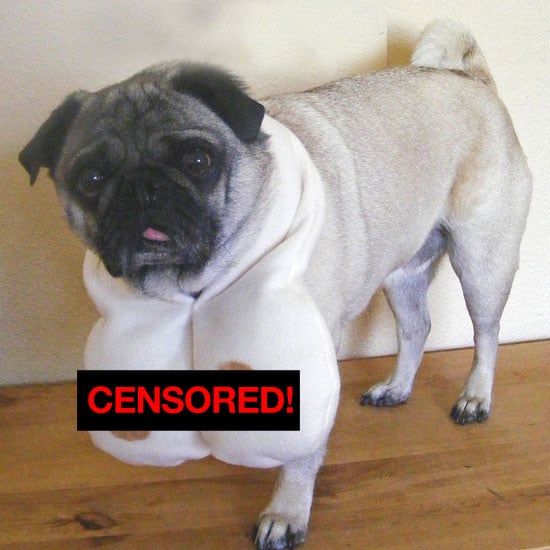 Boob Scarf For Dogs Popsugar Pets