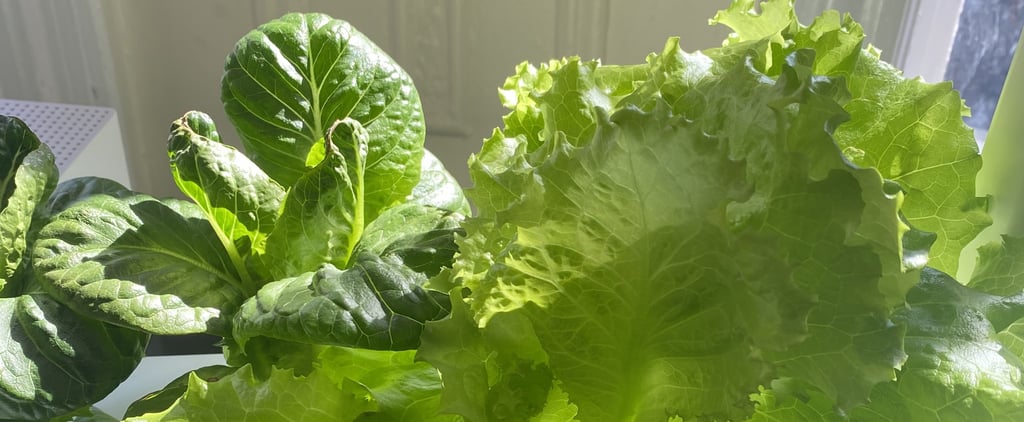 This Indoor Smart Garden Is Perfect For Beginners