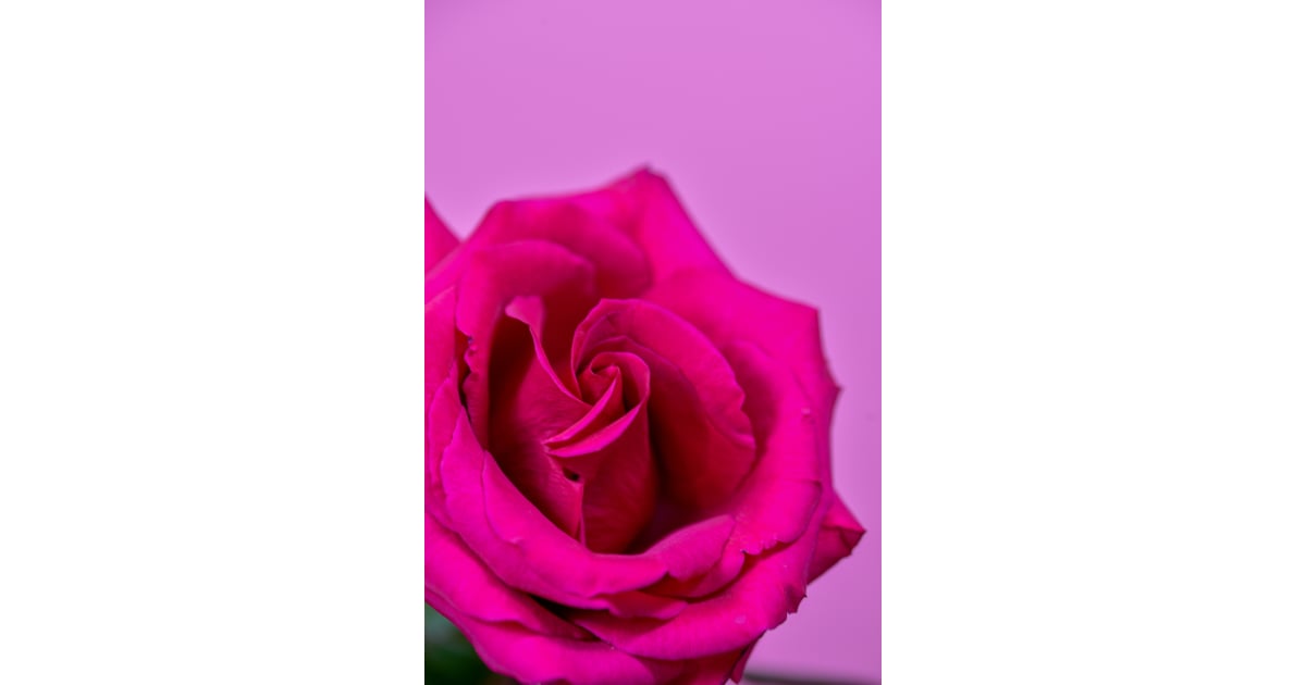 A Bouquet Of Red Roses Stock Photo  Download Image Now  Hot Pink Rose   Flower Wedding  iStock