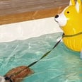 This Corgi Is Pulling Another Corgi in a Corgi Pool Float, and Holy Corgi Inception