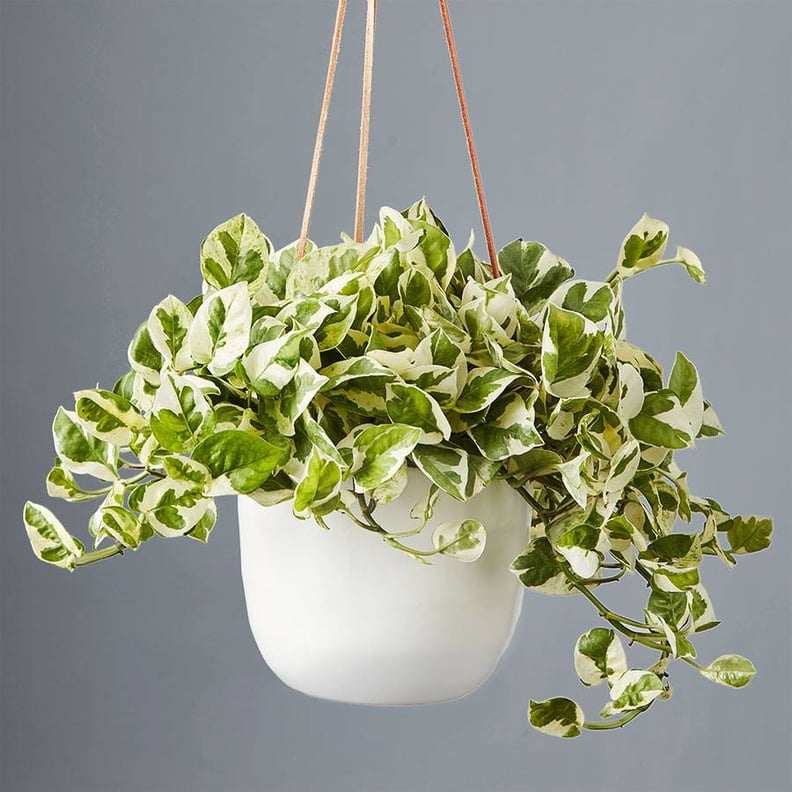 Pothos Hanging Plant