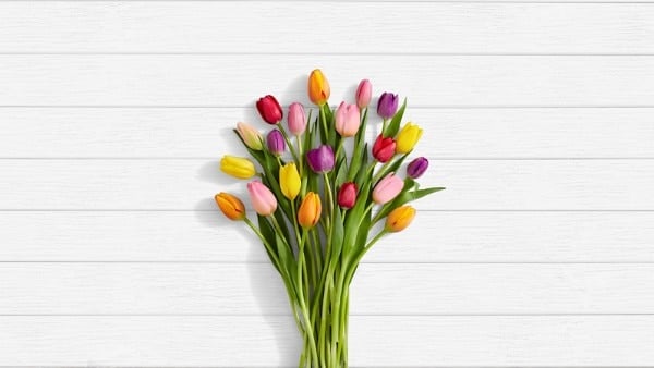 Multi-Coloured Tulips