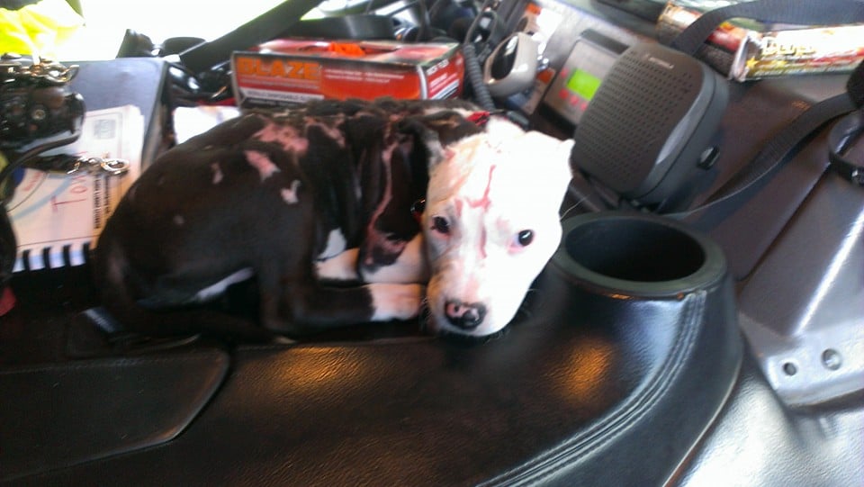 Dog Rescued by Firefighter Joins Fire Department