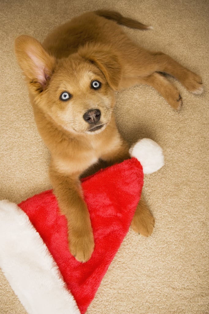 Heart-Eyes Are Real For This Pup