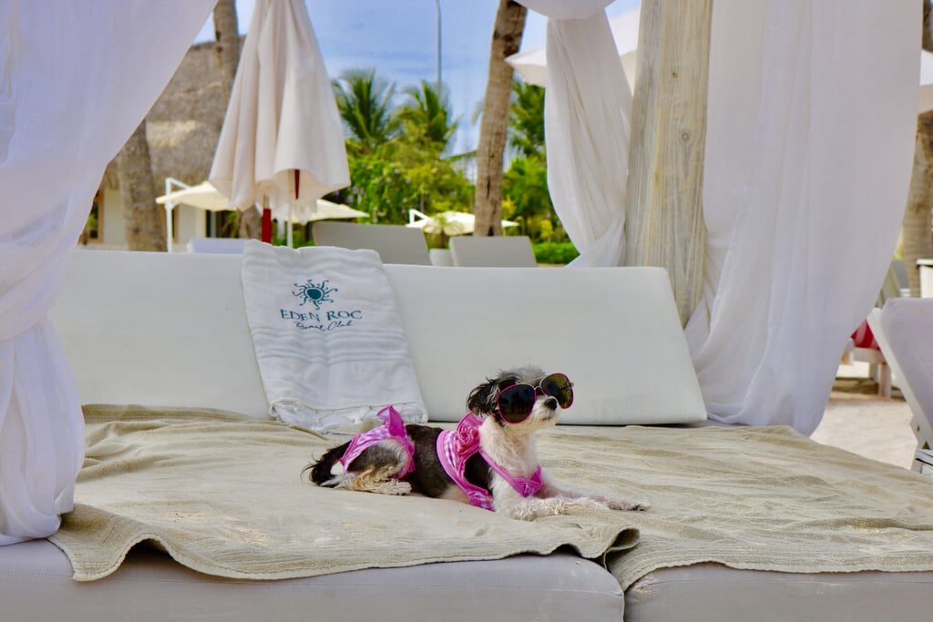 My own private bed on the beach was my favorite! Tinkerbelle the Dog