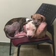 Abused, Abandoned Puppies Find Comfort in Each Other