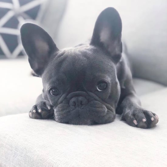Most Expensive Dog Breeds