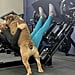 English Bulldog Gus on Instagram Working Out With Owner