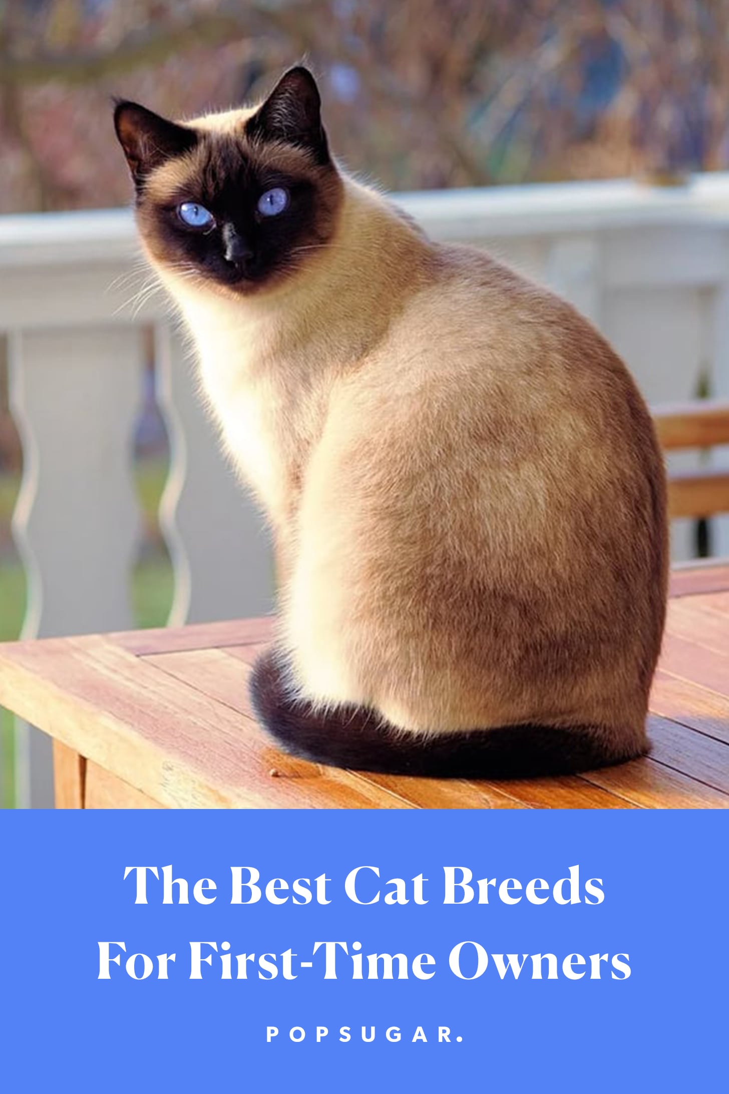 list of all cat breeds