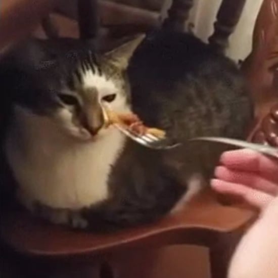 Cat Hates Human Food