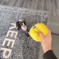 Guy Throws His Dog’s Toy Onto the Second Floor Thinking He’d Test Him, and It Completely Backfired