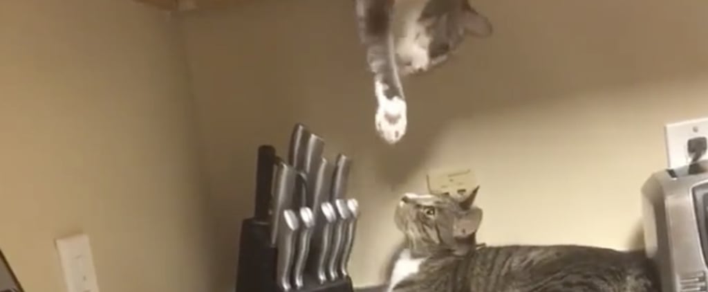 TikTok Video of a Cat Coming Out of the Wood Kitchen Cabinet