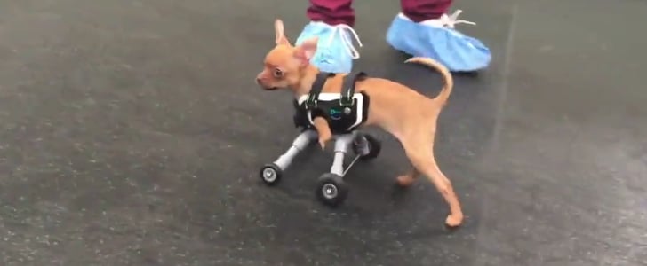 Two-Legged Dog Gets Wheels