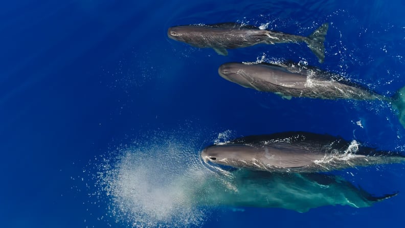 A pod of female sperm whales.