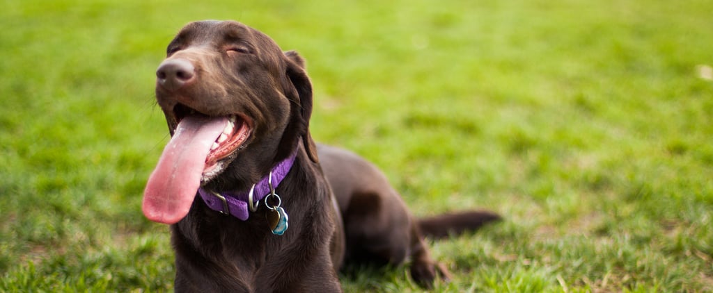 How Do I Treat My Dog's Seasonal Allergies?