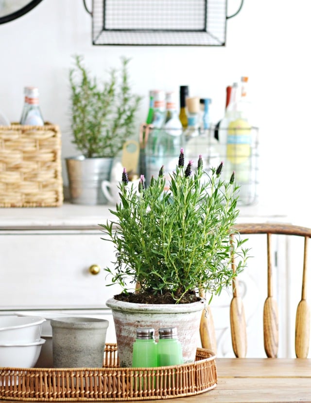 Lavender Plants That Help You Sleep POPSUGAR Home Photo 5