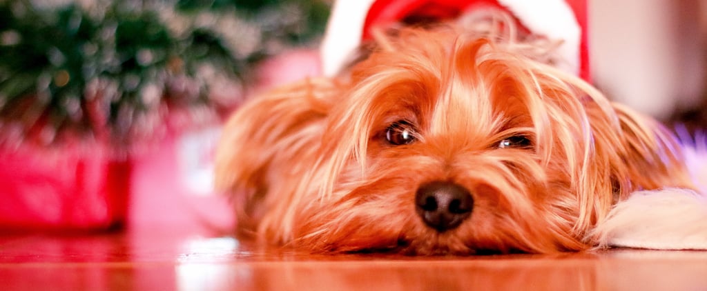 Tips For Getting the Best Pet Holiday Photos