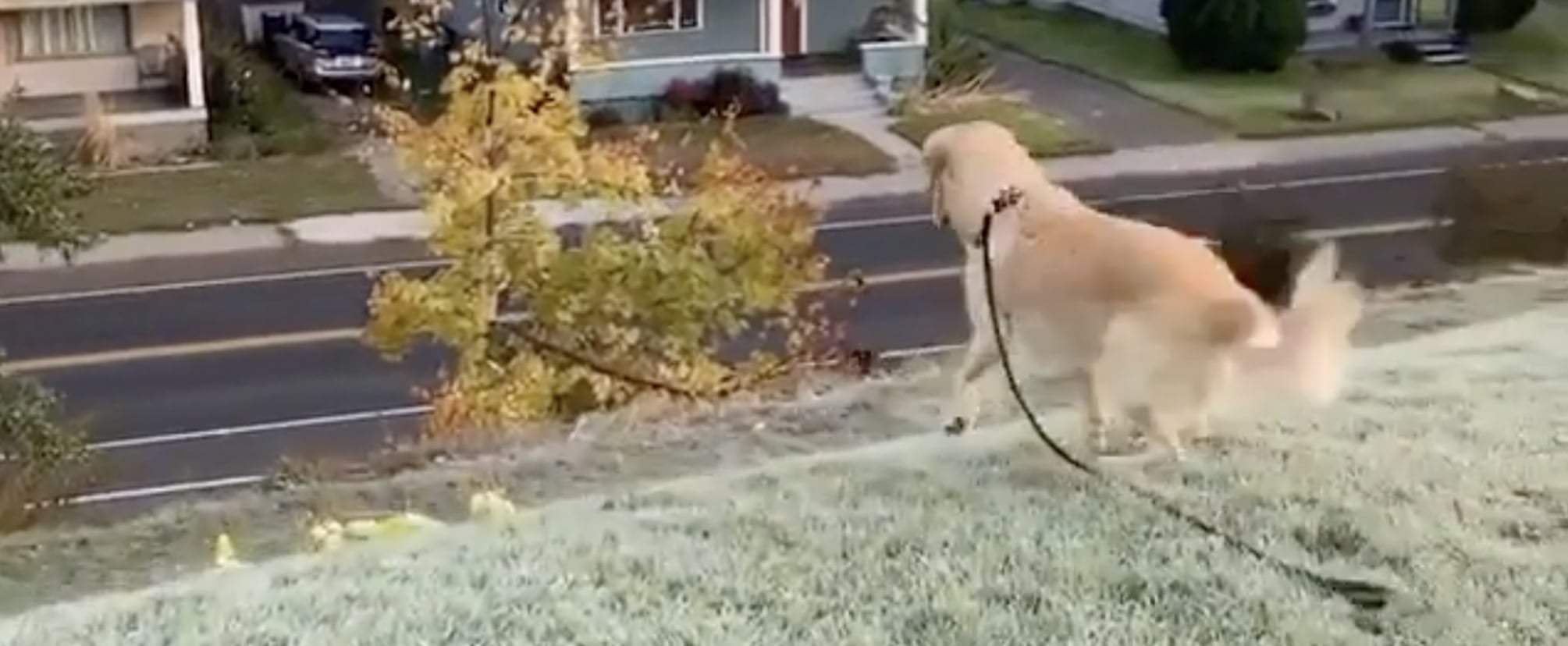 Golden Retriever Sliding Down A Grassy Hill Video Popsugar Pets