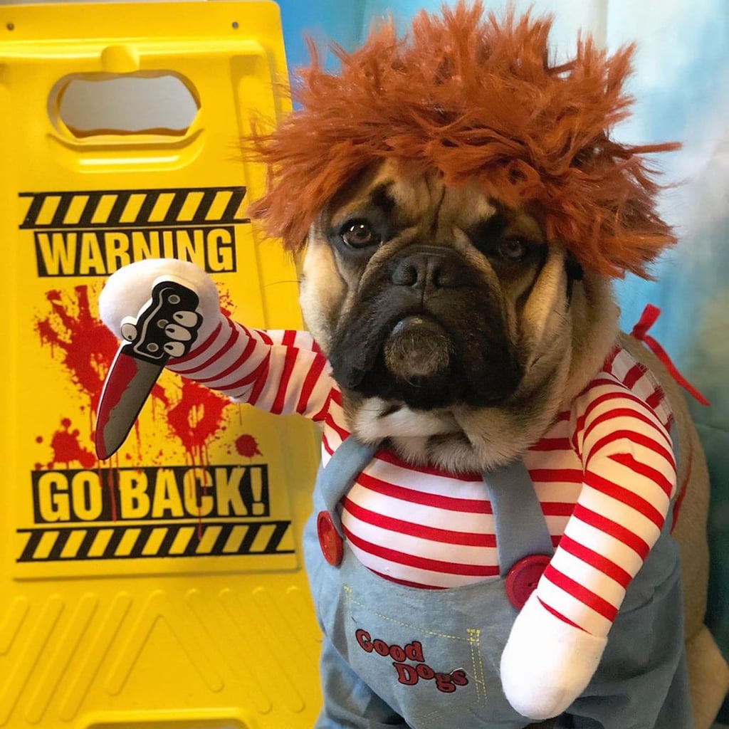 This French Bulldog Wins Halloween With His Chucky Costume