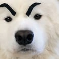 This Video of a Dog With Fake Eyebrows on Has Single-Handedly Made My Week