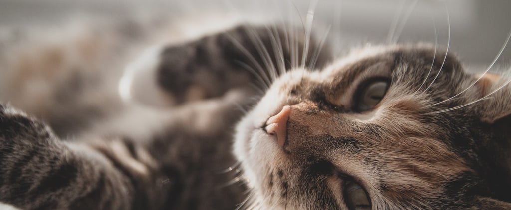 Why Do Cats Eat Tape?
