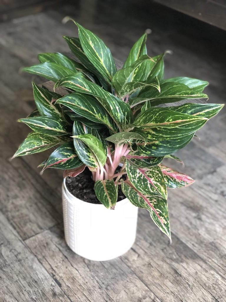 Aglaonema