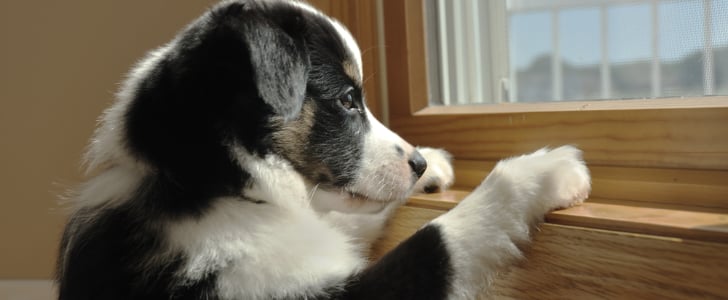 What Happens When You Attach a GoPro to Your Dog and Leave the House