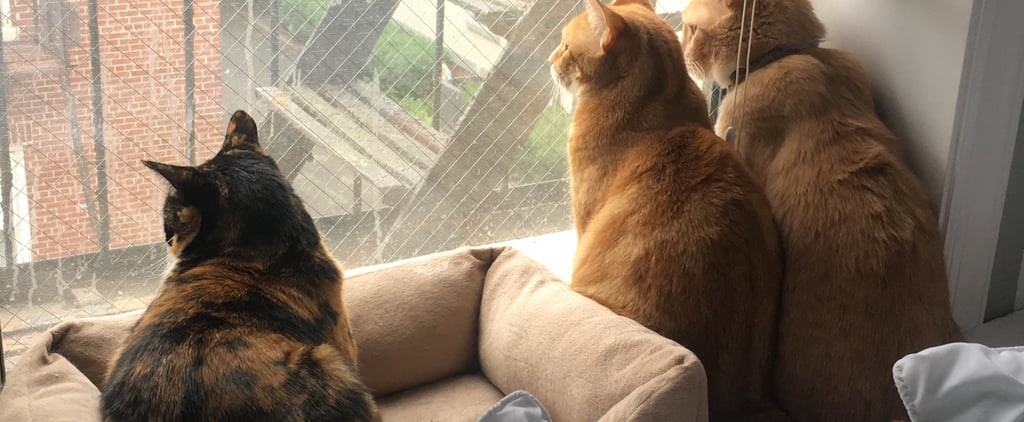 Why I Give My Pets Multiple Names