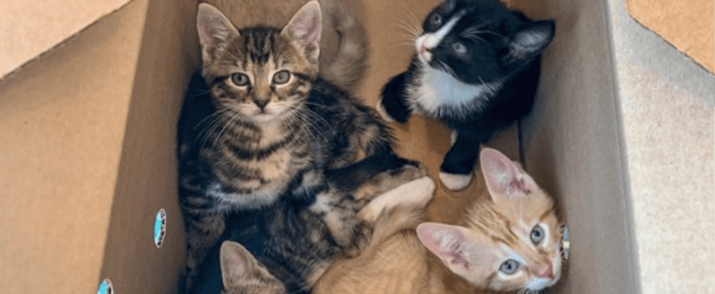 Photos of Rescue Kittens
