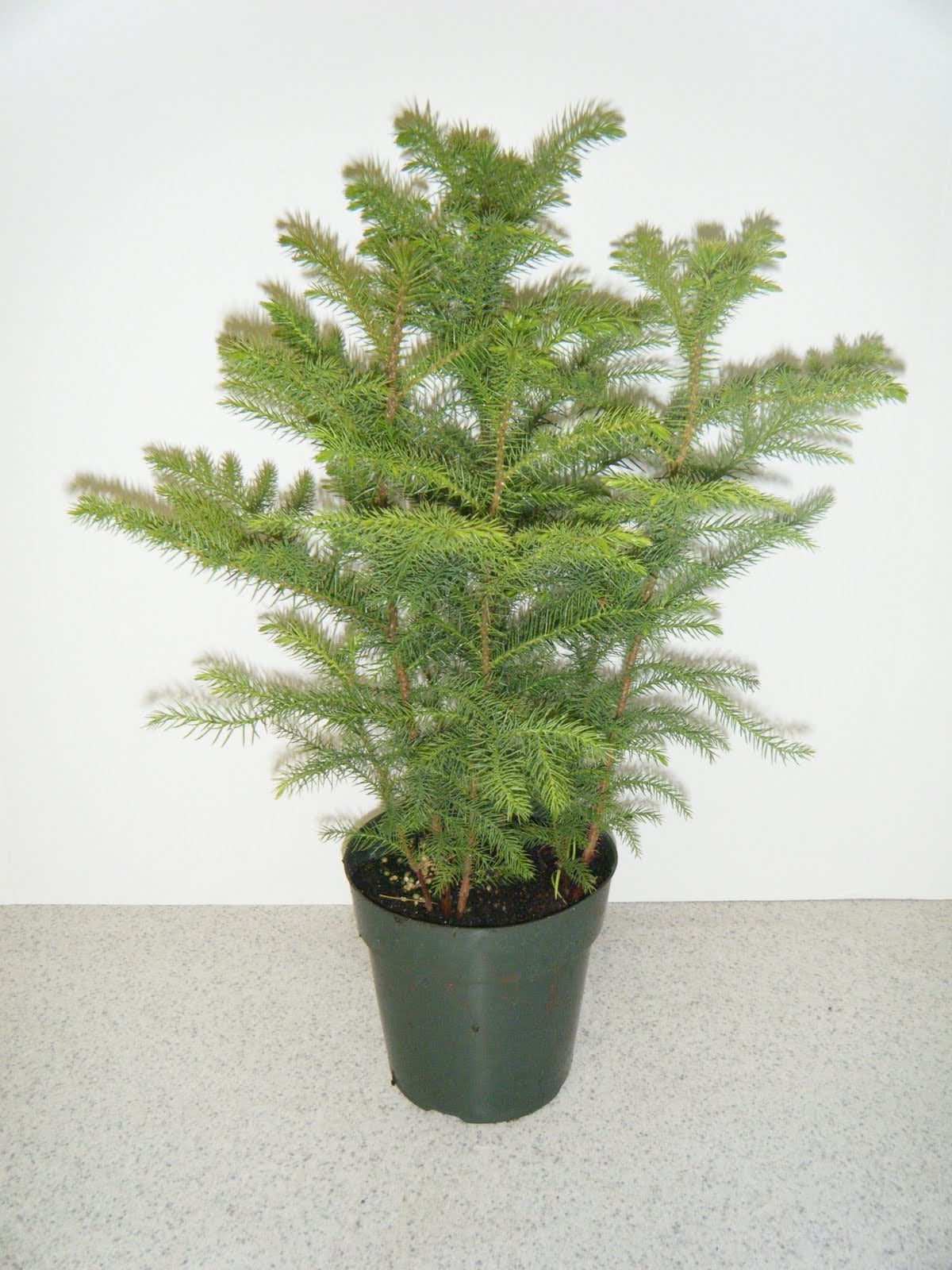 Norfolk Island Pine Bring The Great Outdoors Indoors With These Big And Beautiful Houseplants Popsugar Home Photo 41