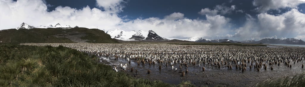 Antarctica King Penguins