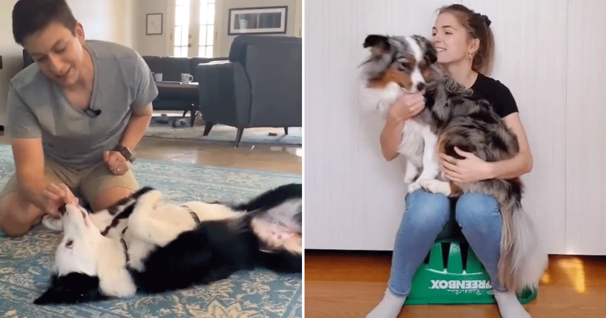 20 Super Easy Dog Trick Training Tutorials From Tiktok Ps Pets