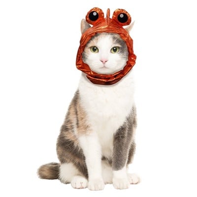 Goldfish Halloween Dog Costume